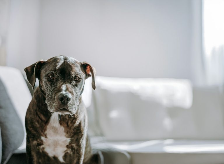 Pet